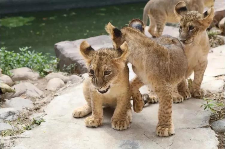 夜虹口，你要这么白相才够嗲！