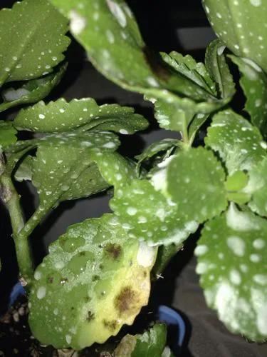 长寿花常见病害及治疗方法,长寿花病害及治疗方法