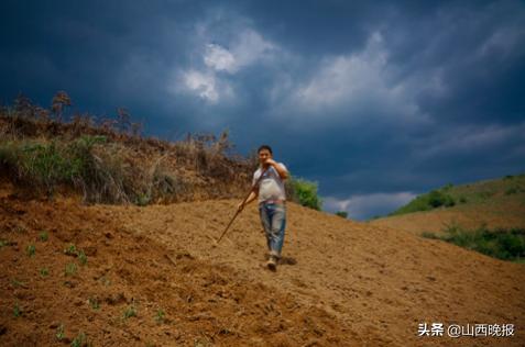 香甜的雪莲果,好吃的雪莲果哪里找