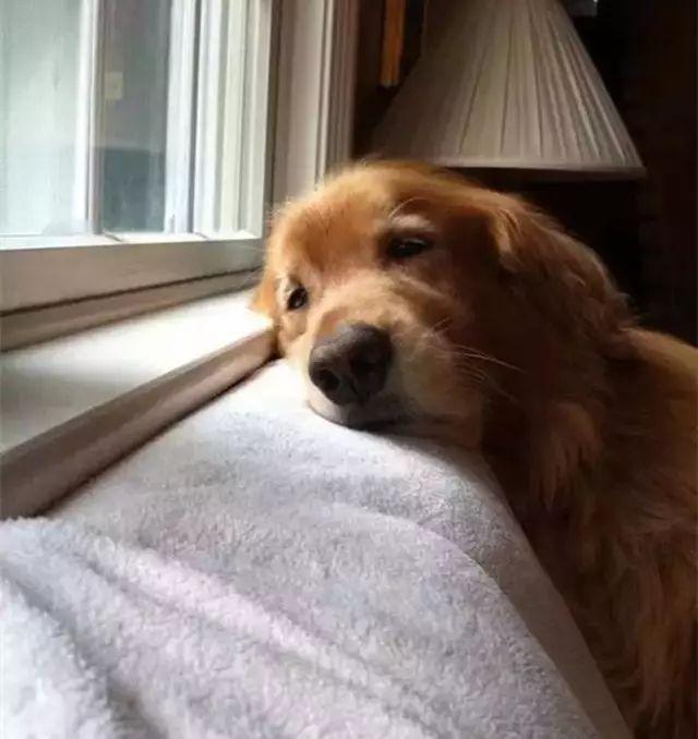 狗狗独自在家能待5天会怎样,每次狗狗自己在家都在想些什么呢