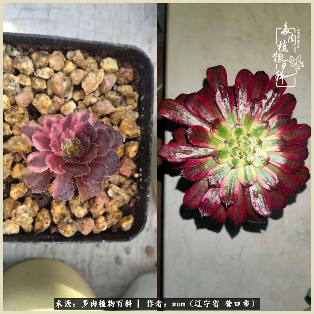 养多肉是一个很治愈的过程,养多肉是一种爱