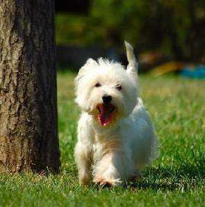 各品种犬最常见的遗传缺陷，在养待养的都看一下