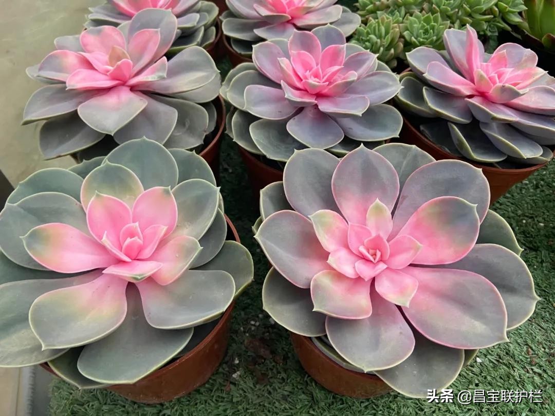 石家庄汇春博物园,石家庄汇春花卉市场几路公交