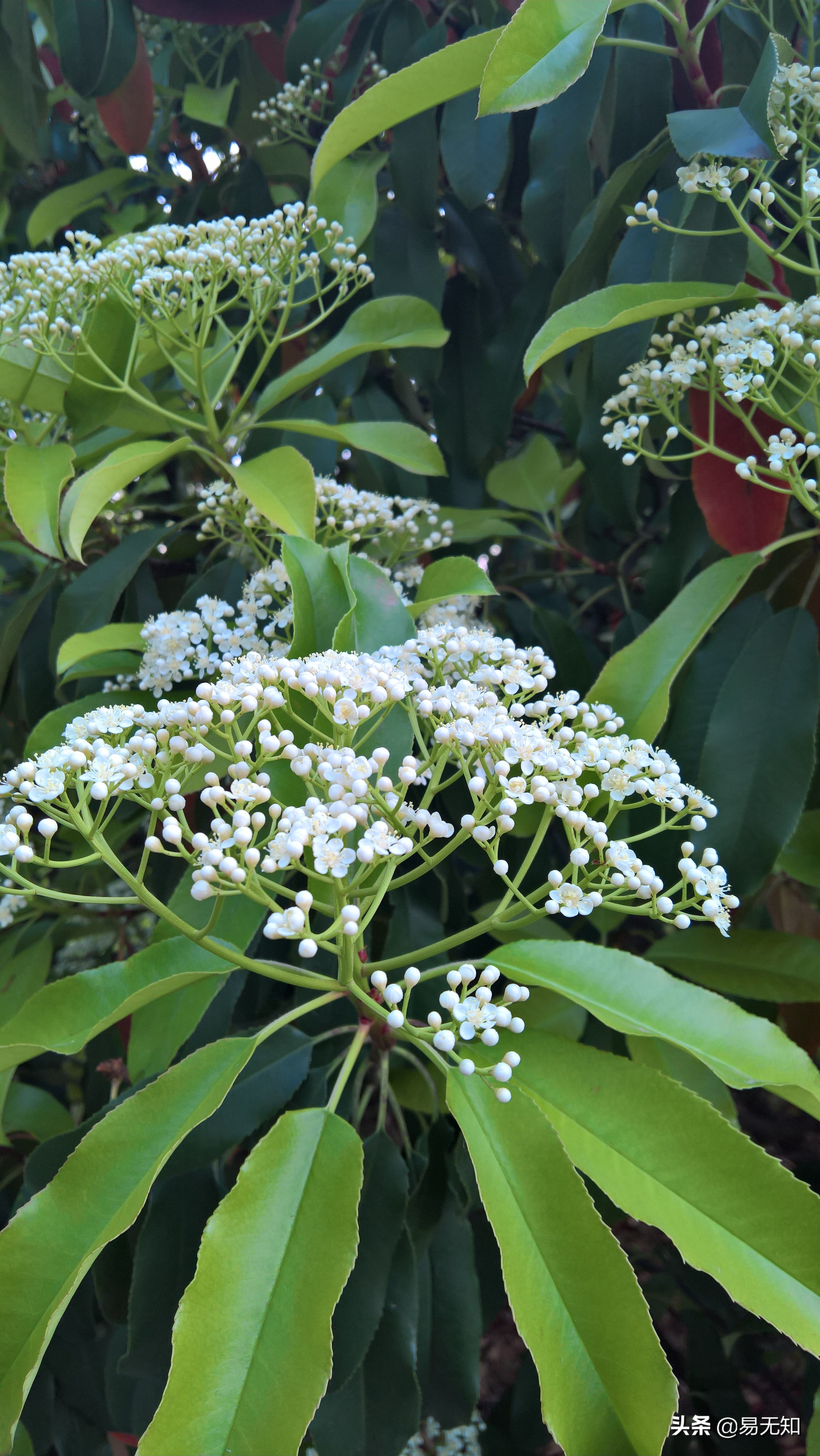 徐州彭祖园樱花美景,亲近自然之美彭祖园赏花正当时