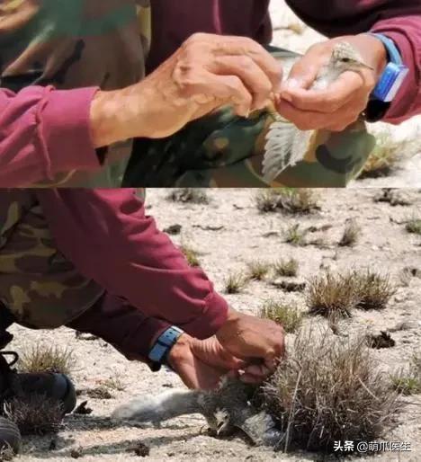 真正的摄影艺术，不是把猫绑在绳子上扔着飞起来