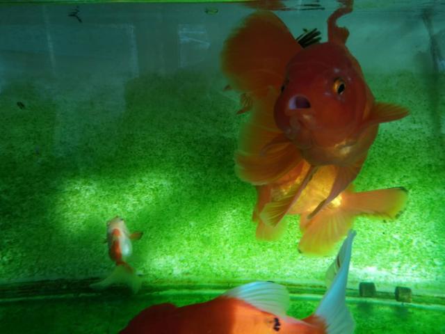 古法养鱼养什么金鱼,古法养鱼草金鱼入缸的正确方法