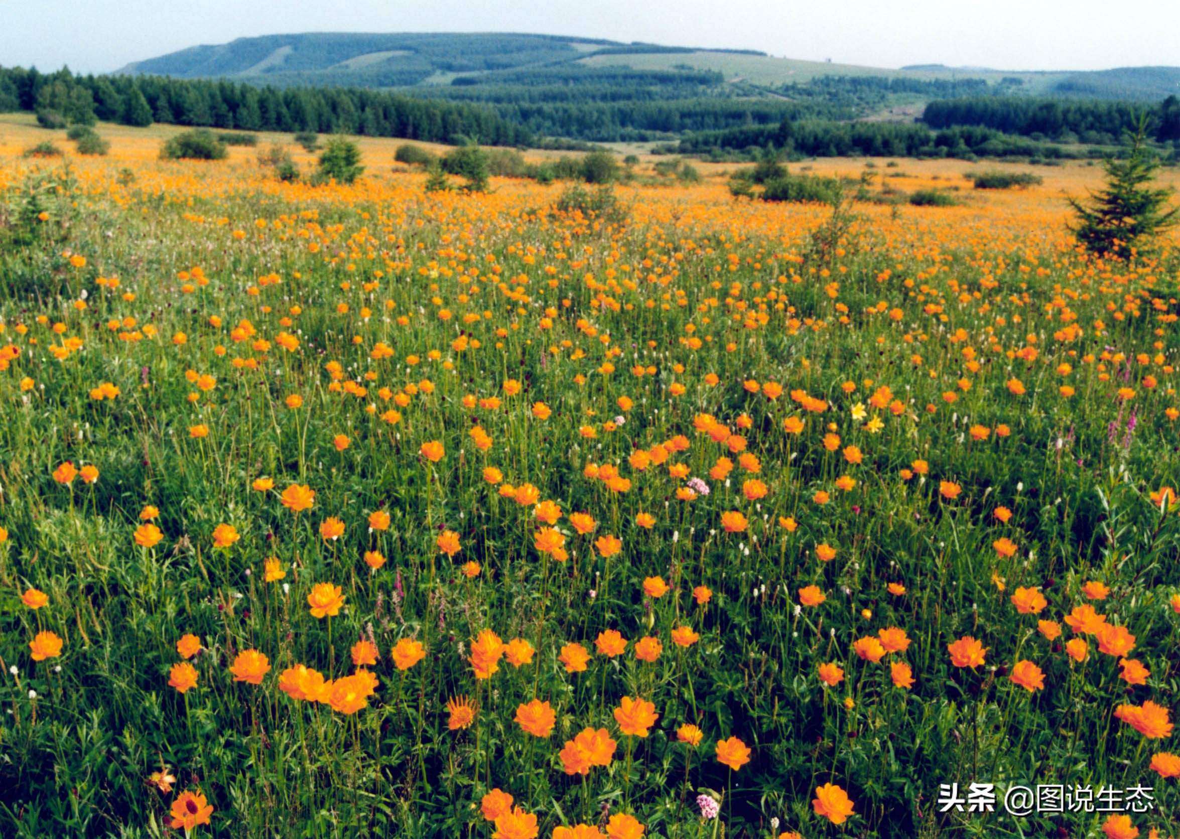 写出最真实的塞罕坝，永远是居住在塞罕坝的主人，请听他们如何说