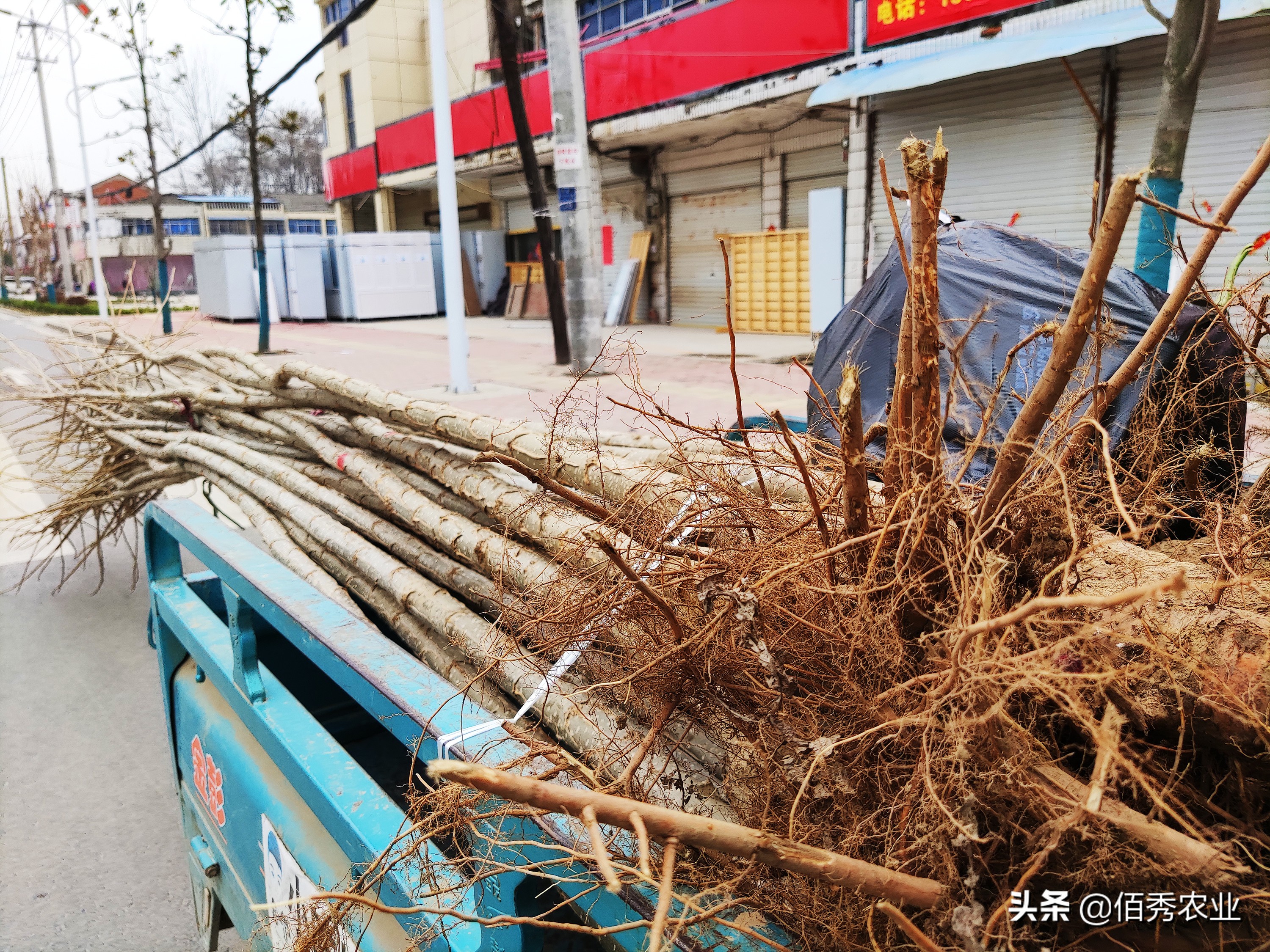 十大经济价值高的果树你在种吗,种植文冠果树
