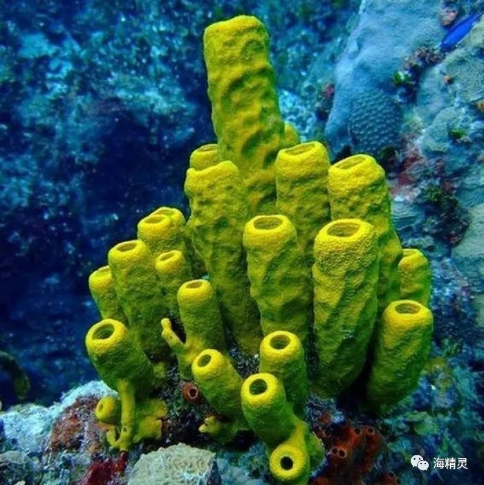 活石上不请自来的“偷渡客”，你们都是谁？