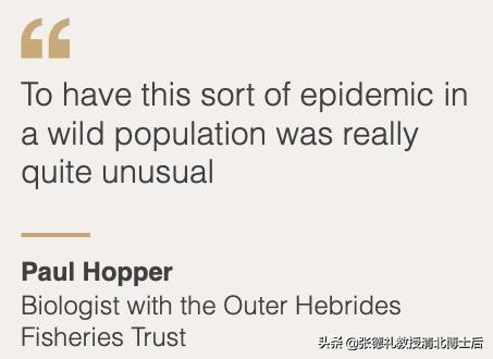 外媒曝光了挪威三文鱼养殖真相吗,挪威三文鱼养殖环境恶劣新闻