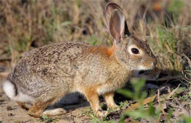 适合农村创业致富新项目,农村致富的6个创业项目点子