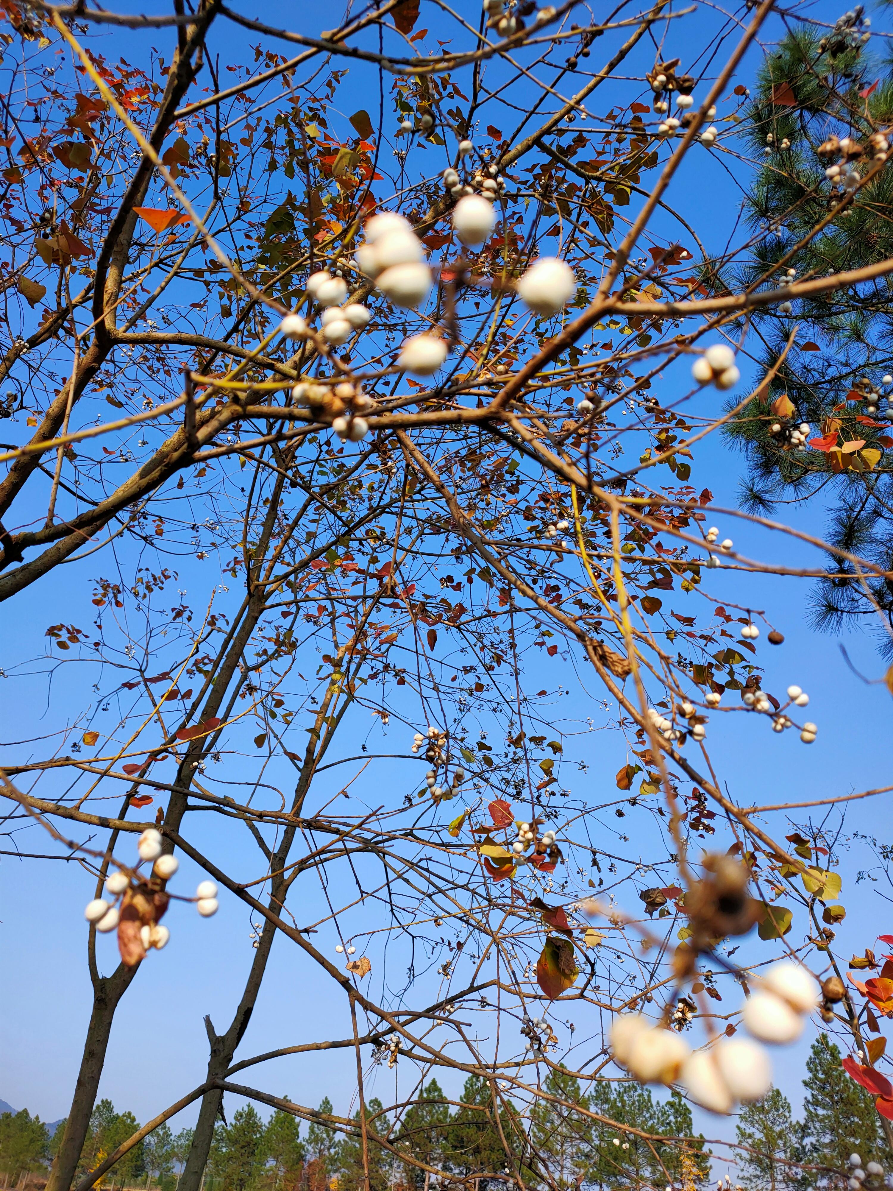 大雪前日访东阳市湖溪镇八里湾