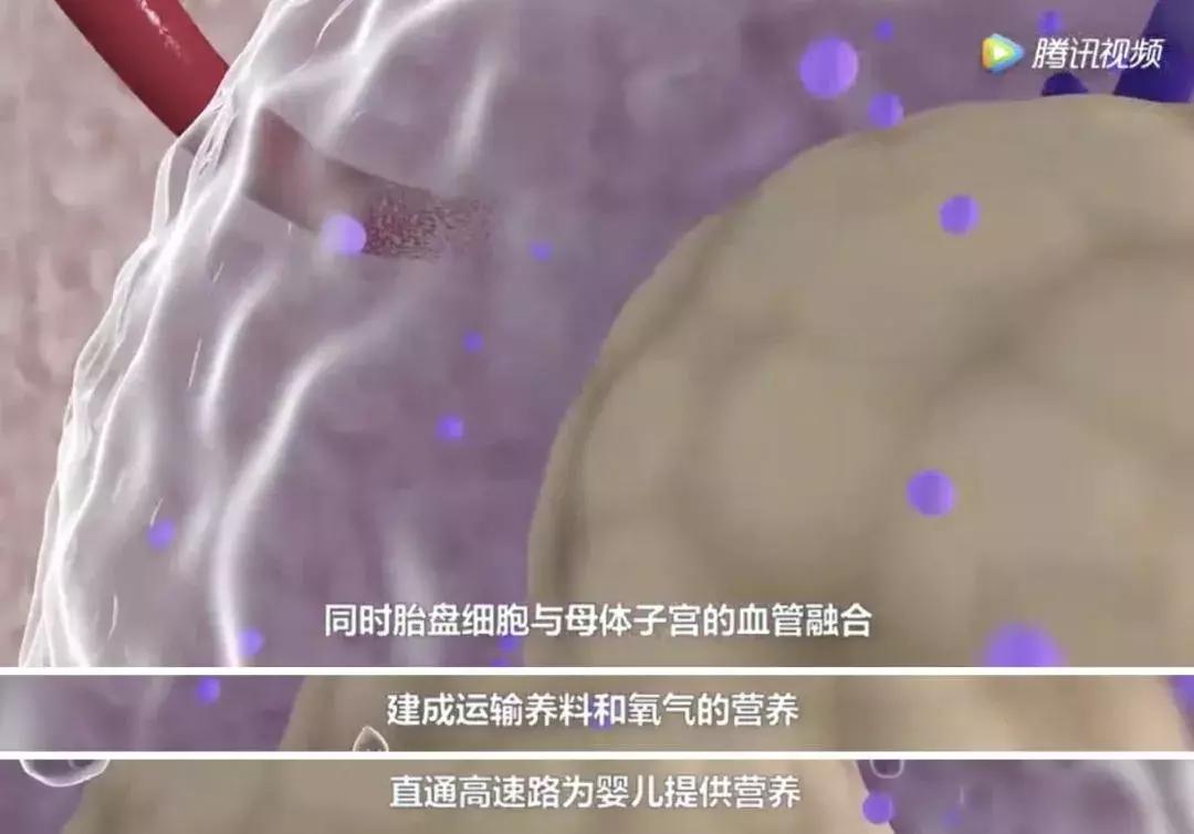 浜轰綋鑳庣洏鏈夌瀵嗗悧,鎻浜轰綋鑳庣洏