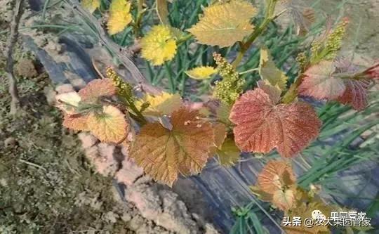 葡萄毛毡病怎么补救,葡萄毛毡病施用什么药剂