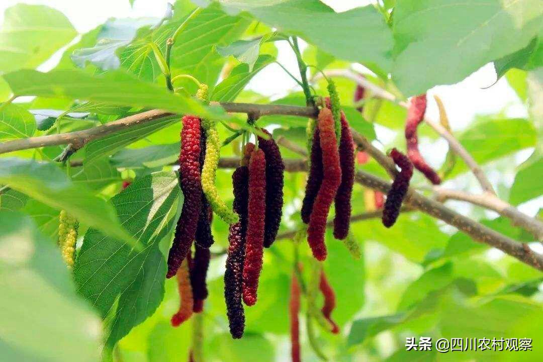 四川人小时候都吃过的美食,四川人小时候吃的锅巴