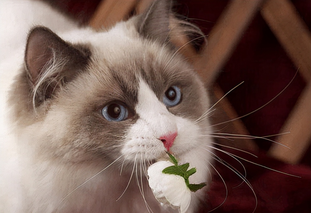 养猫经验猫咪夏天呕吐怎么办,养猫经验猫咪呕吐拉稀精神不好