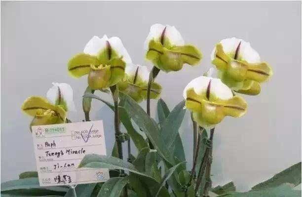 极品中的精品兰花,带你回忆天价兰花蕙兰篇