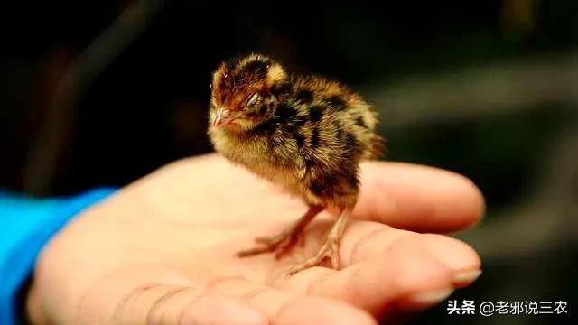 草鸡饲养技术大全,大山鸡怎么养最好