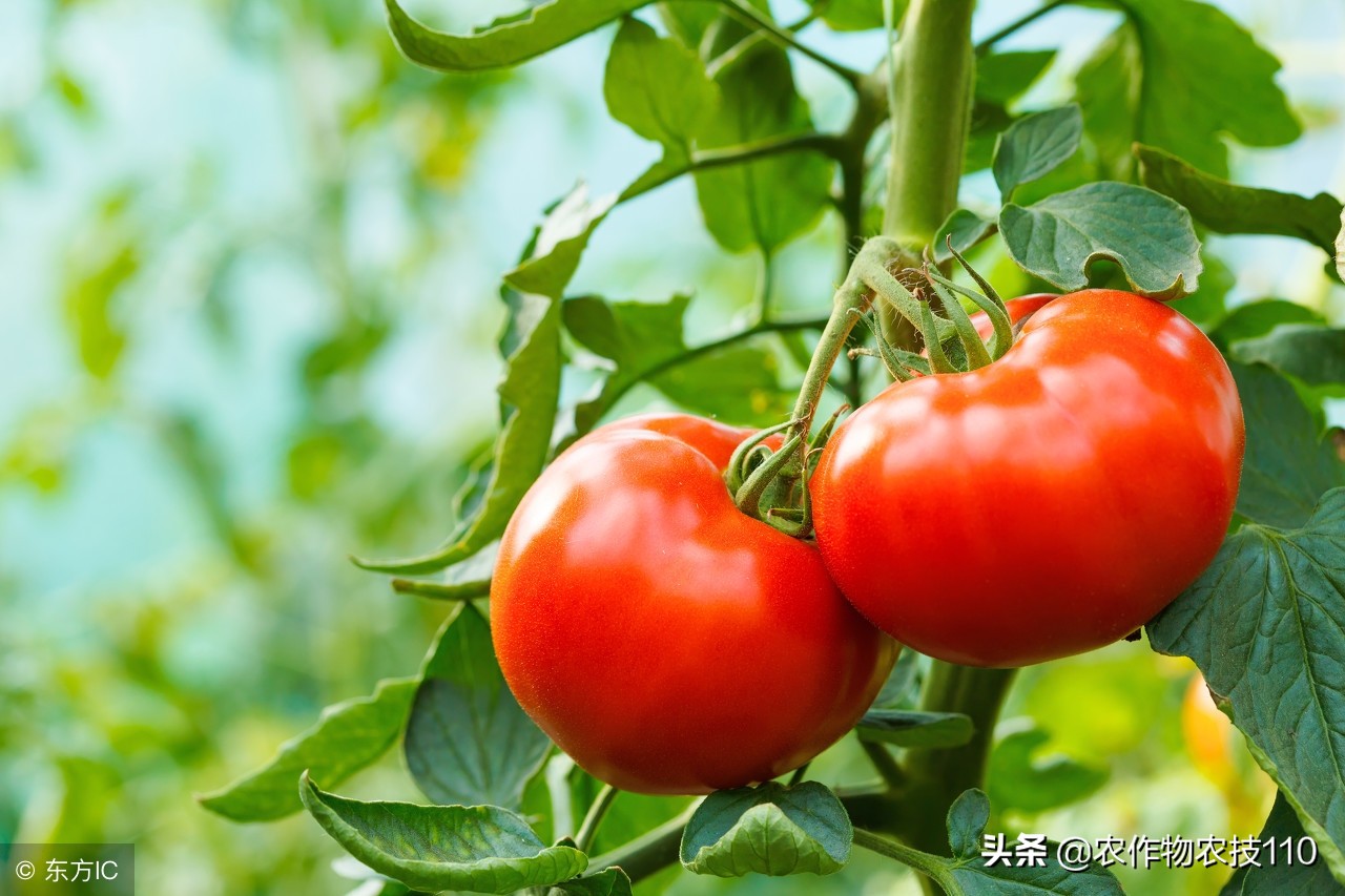 大棚西红柿阴雨天能打枝吗,阴雨天西红柿大棚湿度大怎么办