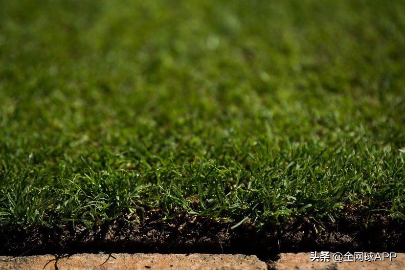 温网草地要求,温网草地怎么不全是绿的