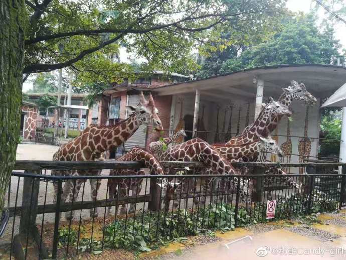 20块钱穷鬼的广州动物园之旅,第二次带你去广州动物园玩