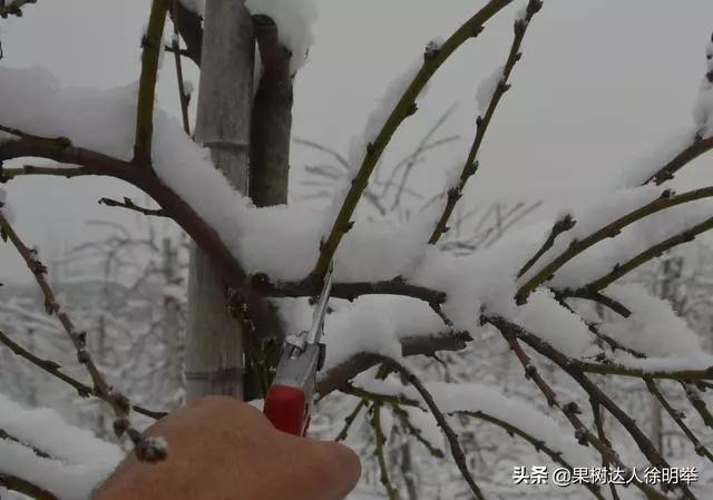 桃树修剪时间及各阶段修剪技术,大口径修剪桃树剪刀