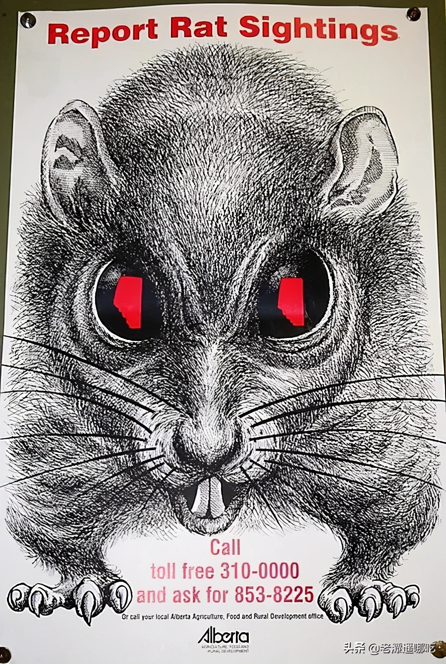 加拿大哪个城市老鼠最多,加拿大没有老鼠的地方