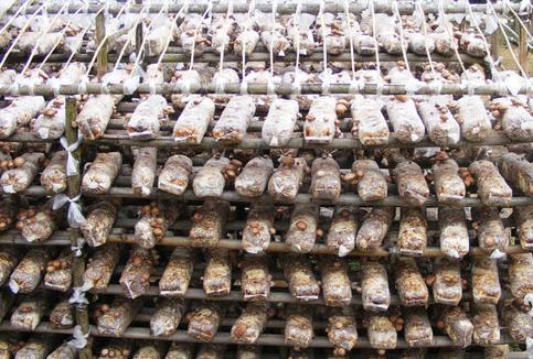 反季节林下香菇栽培技术,香菇种植出菇后怎样管理视频