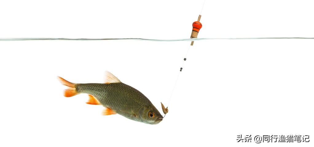 新手选鱼漂应该选什么样的,正常鱼漂该怎么选