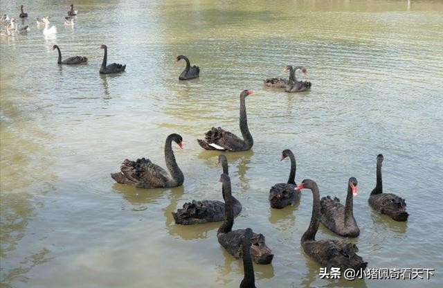 溱湖国家湿地公园晚上好玩吗,溱湖国家湿地公园门票