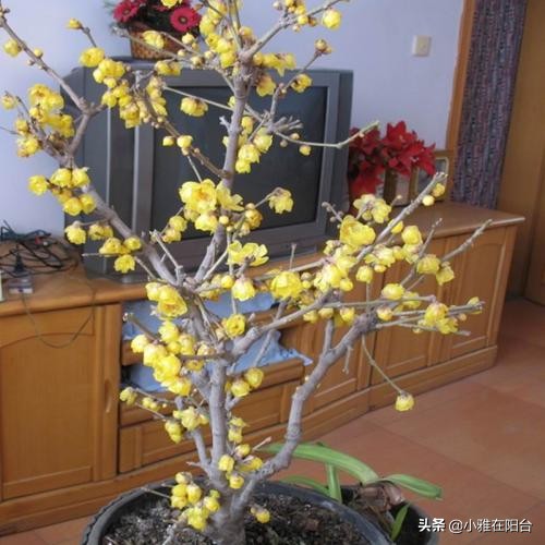 寒冬腊月养这“四种花”，越冷越开花，春节开的最美，花香满屋！