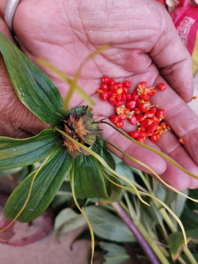 云南香格里拉的优质松茸,云南香格里拉德钦松茸