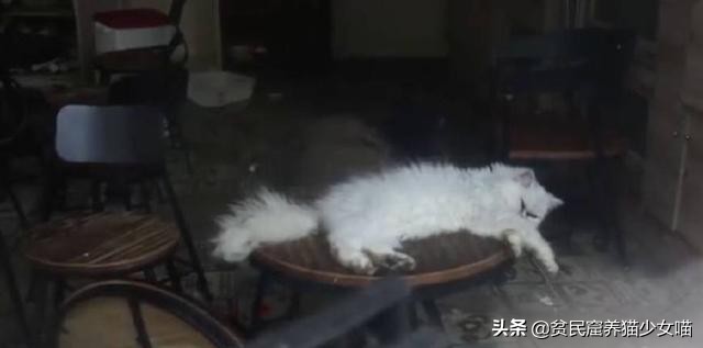 强迫接客，生病被弃，猫咖中猫咪的生存真相，根本没有那么光鲜
