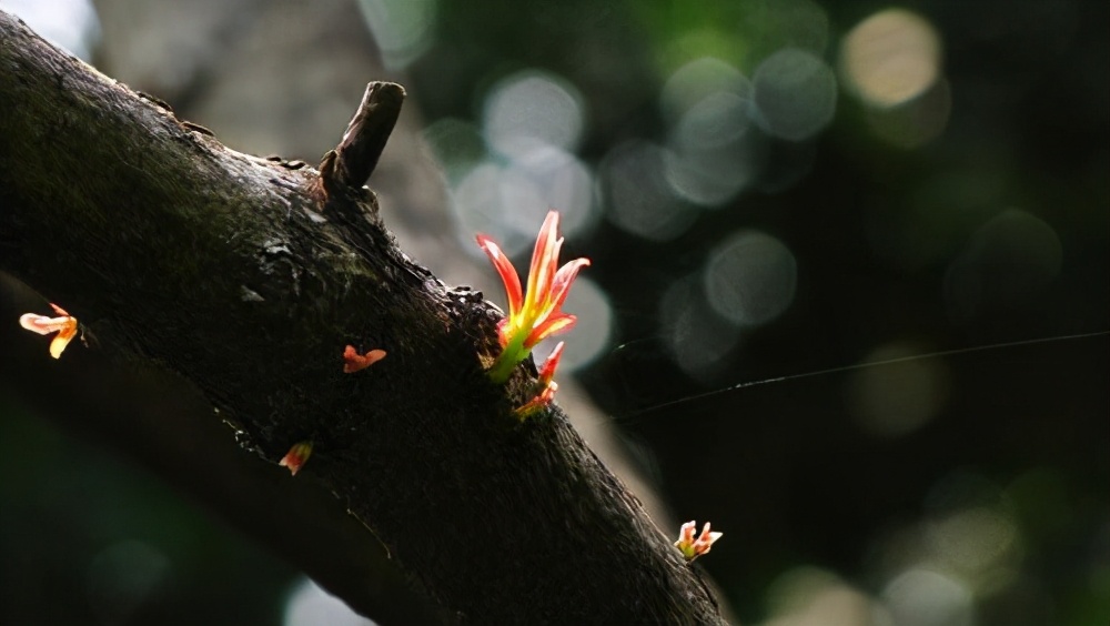 家里进四喜有什么说法,家中现四喜必定出能人