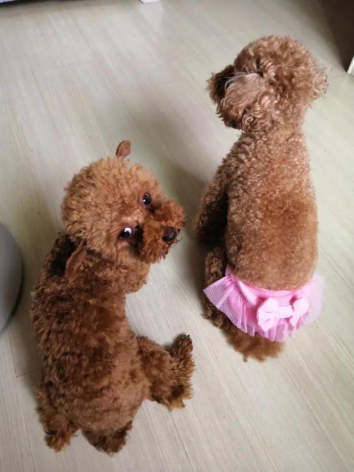 流浪的小泰迪,流浪泰迪犬的故事