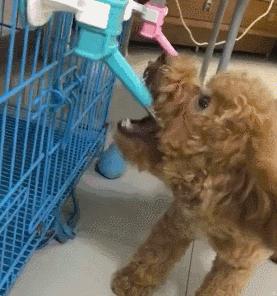 泰迪突然害怕喝水不敢喝是啥病,泰迪喝水的十大忌讳