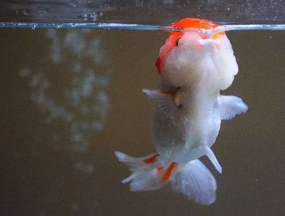 金鱼红顶虎,精品红顶虎金鱼