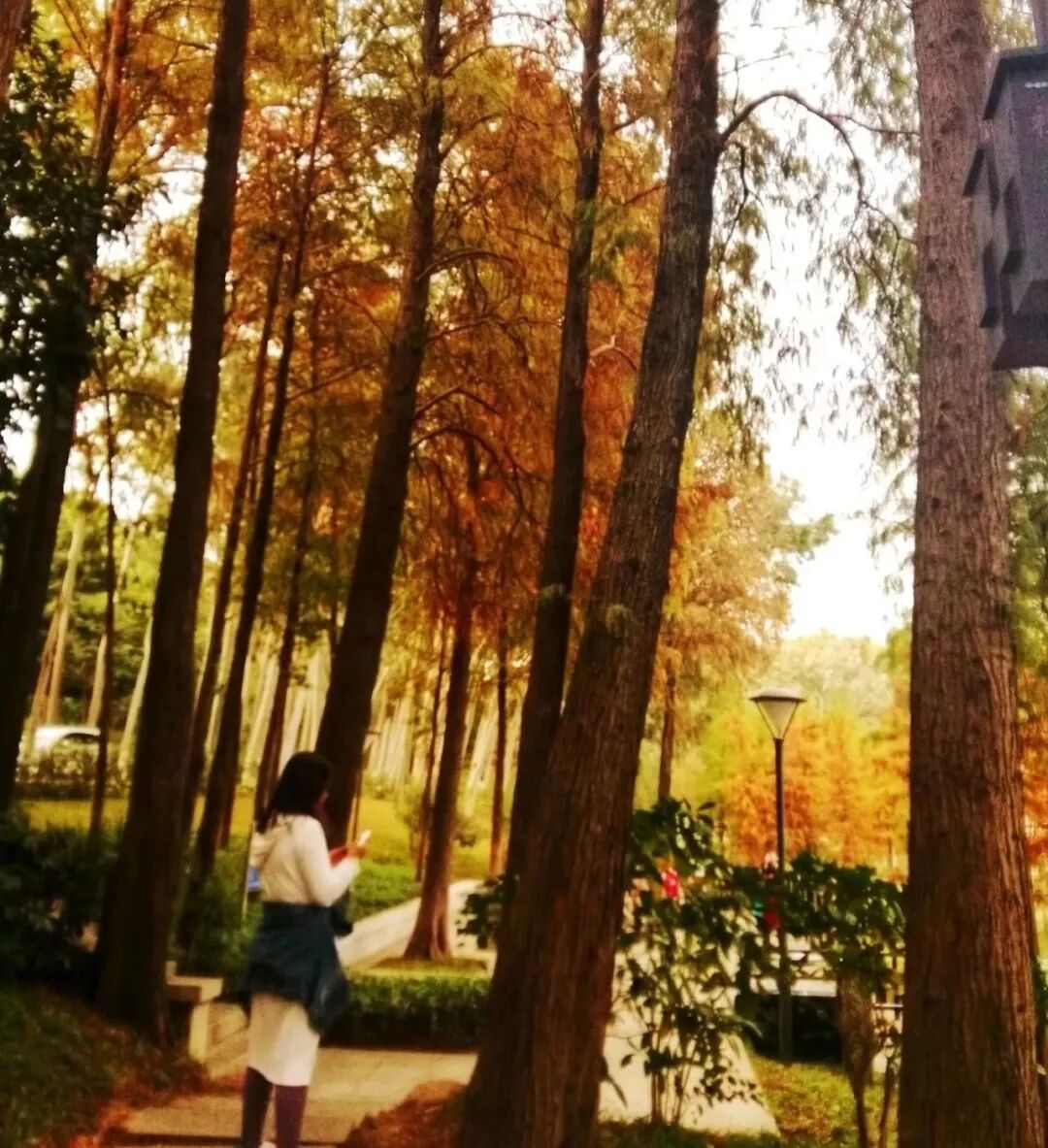 赋词千行,把酒千觥,烟墨流年聊寄仄平中丨薰衣2019诗词集