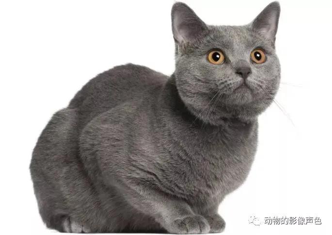 蓝猫认识路吗,蓝猫多久才能认识新主人