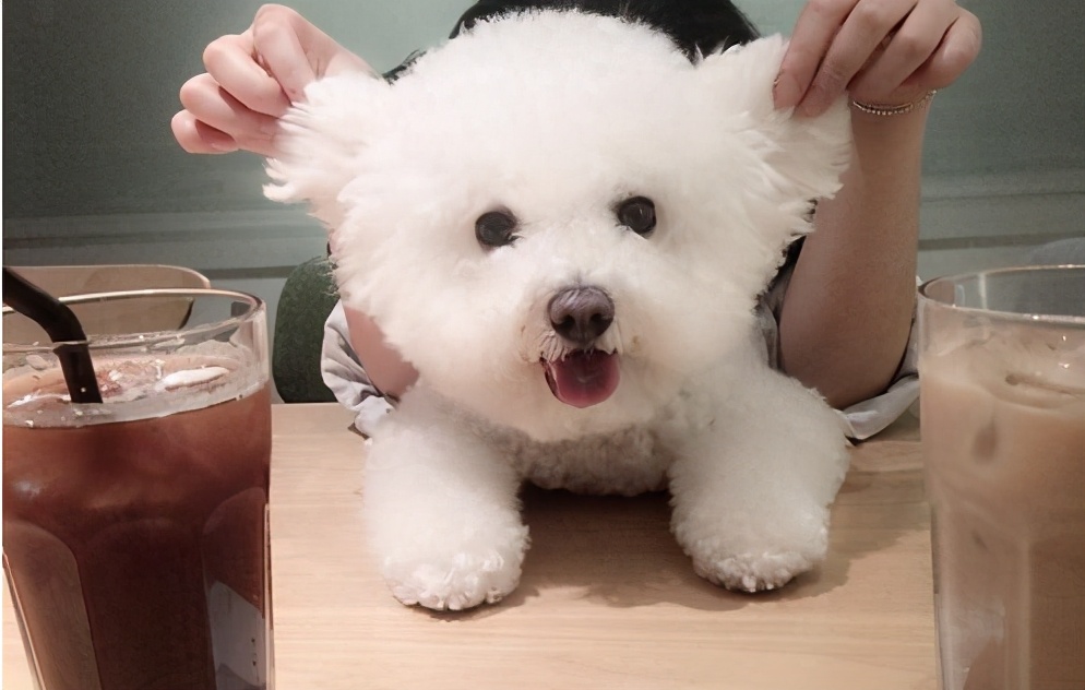 比熊有心脏病怎么护理,比熊五天洗一次可以吗