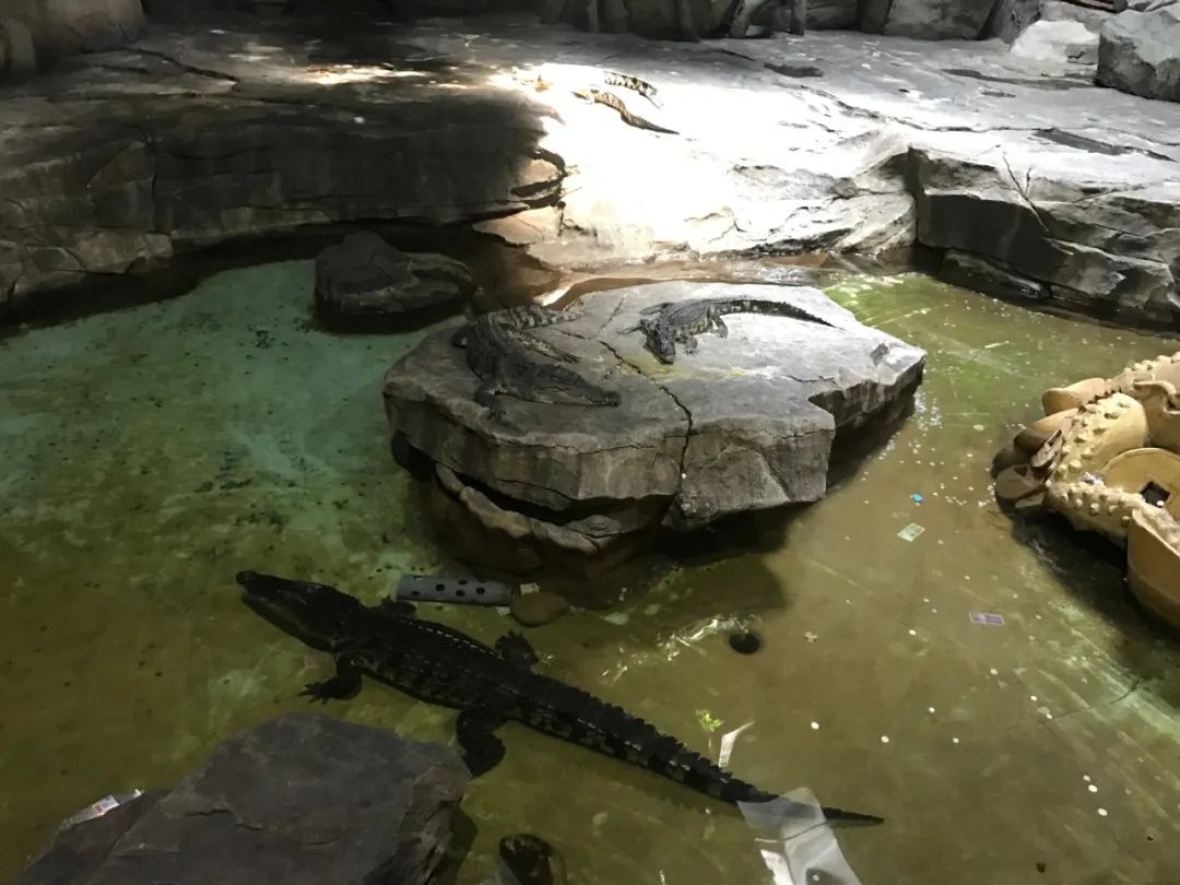 济南动物王国一日游详细攻略,济南一日游动物园