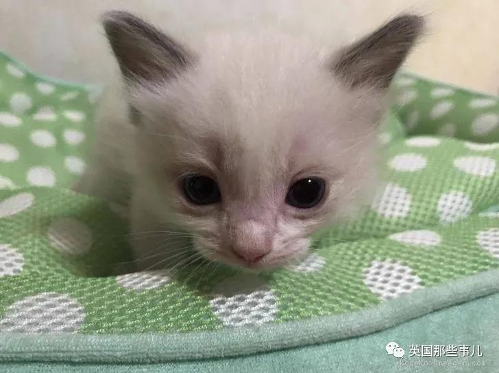 养暹罗等于养好几种猫,重庆暹罗猫变黑了还能白回来吗