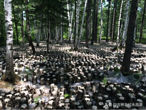 干货长白山特产玉木耳,吉林长白山脚下正宗的东北秋木耳