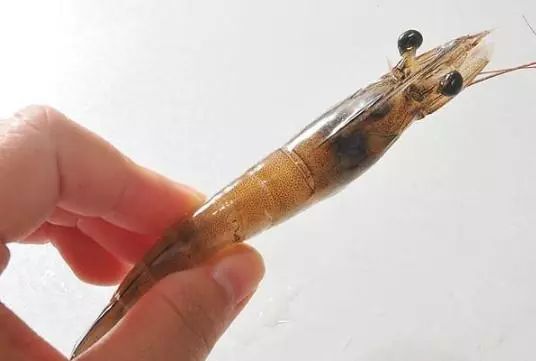 怎么通过煮熟的虾尾分辨新鲜虾,淡水虾怎么吃最好