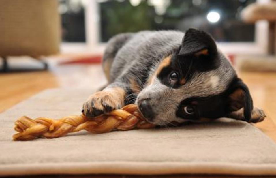 狗狗恨你的7大表现你家狗子有吗,狗狗有这些反应不是把你当主人