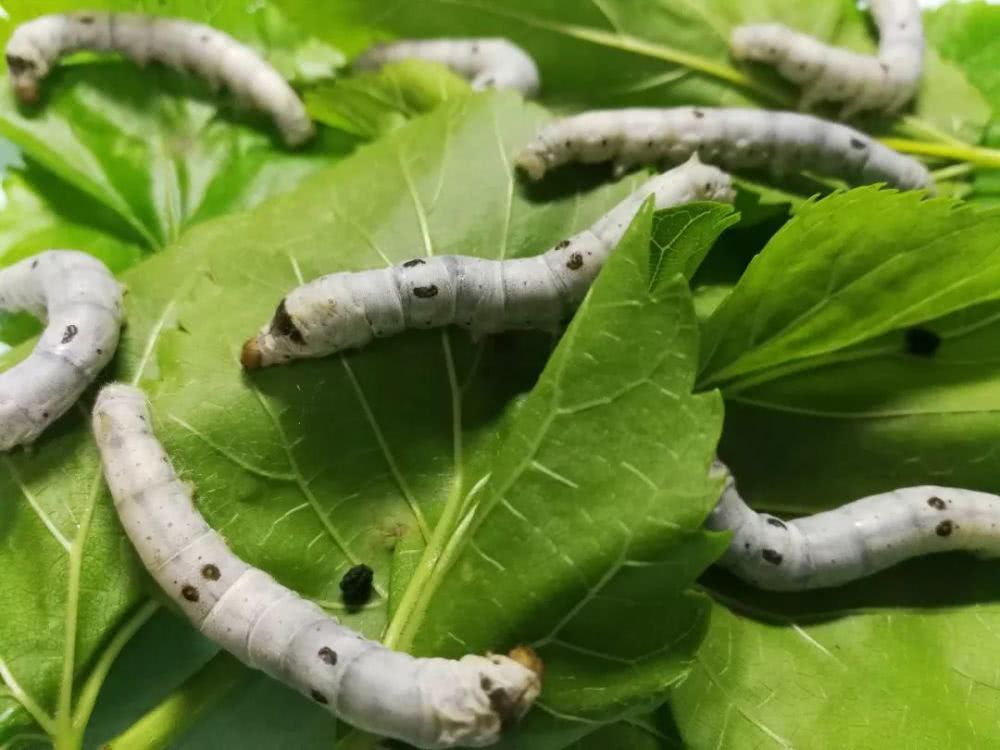 家蚕黑胸败血病是什么引起的,怎么预防蚕黑病