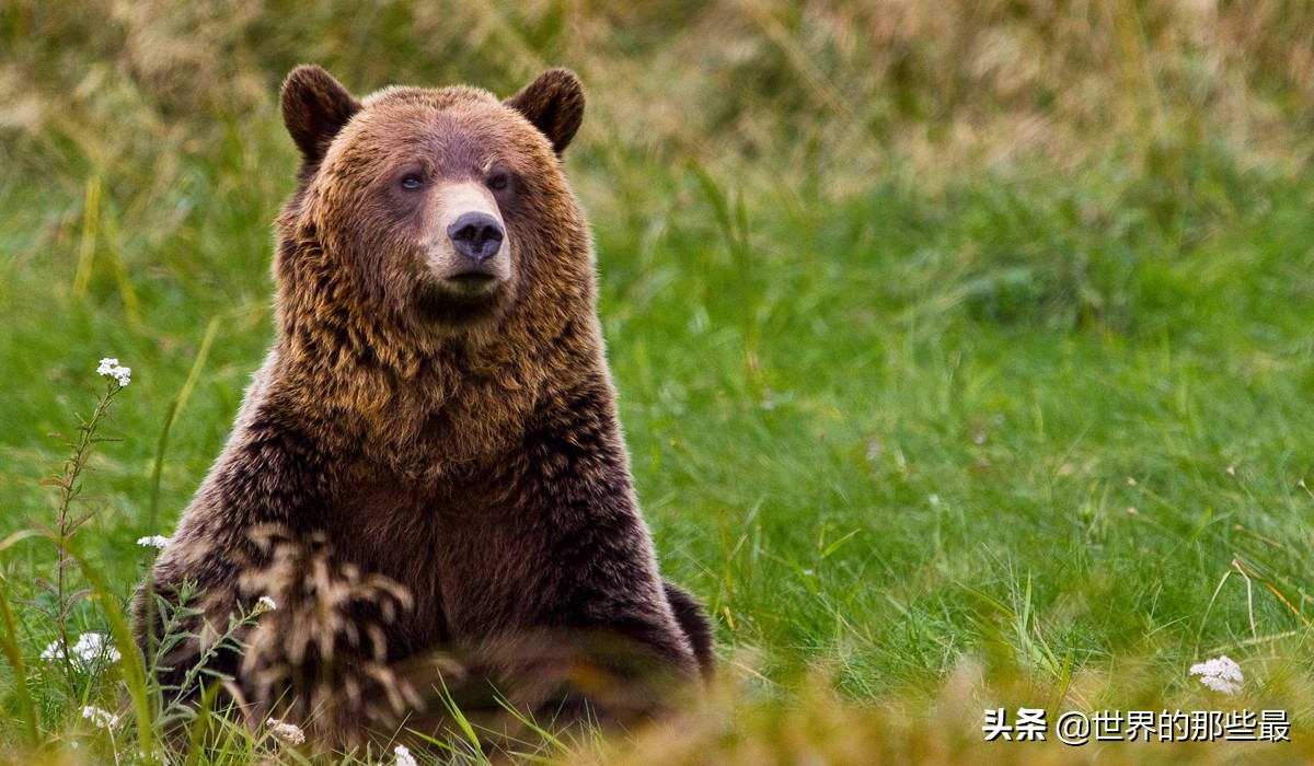 棕熊比老虎大多少,棕熊和老虎哪个力量大