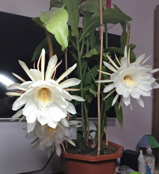 让花开得艳一些应施什么肥,怎样让昙花开花多一些