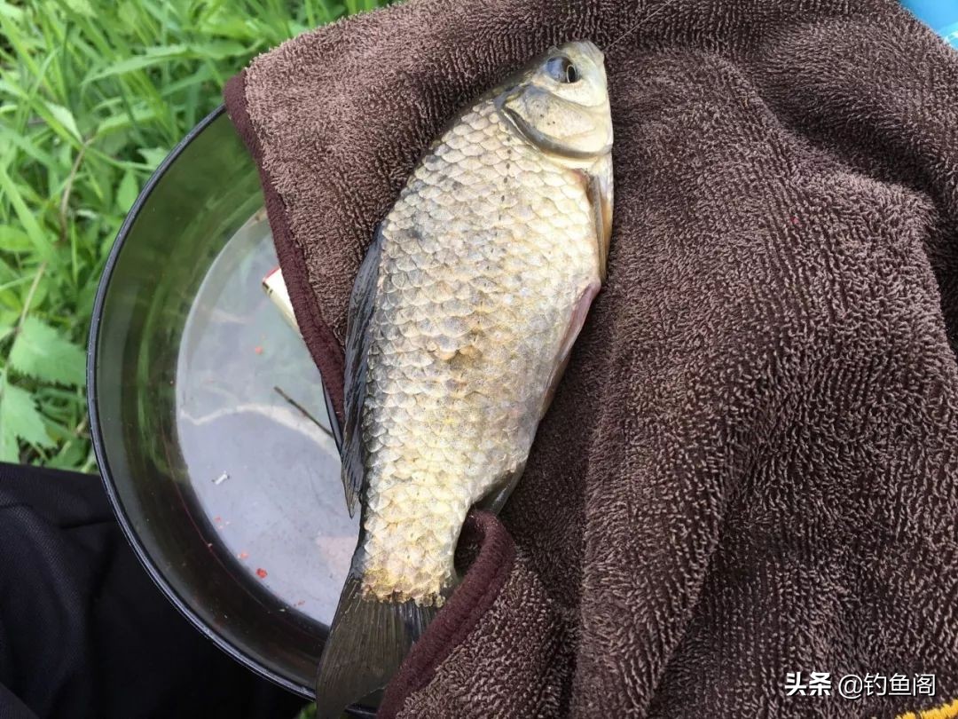 球球钓鱼的优点和缺点,三本钩钓鱼优点缺点