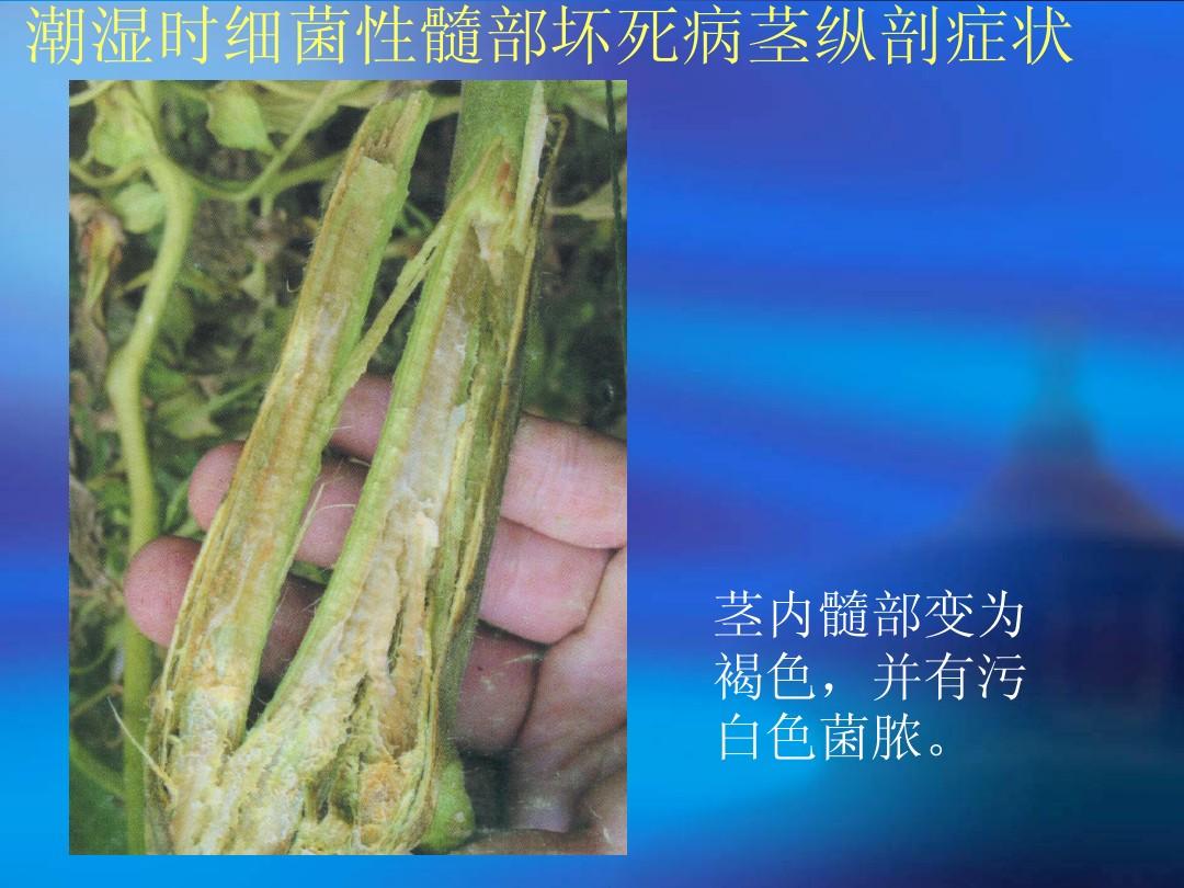 茎干病害的防治原则,茎杆软腐病